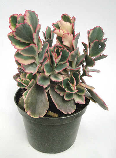 Lavender Scallops Kalanchoe